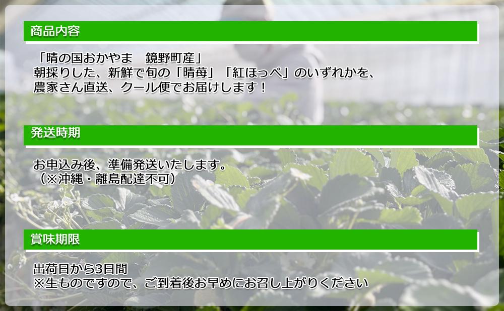 鏡野町産 朝採れ！旬の完熟いちご 300ｇ×2パック【038-a001】