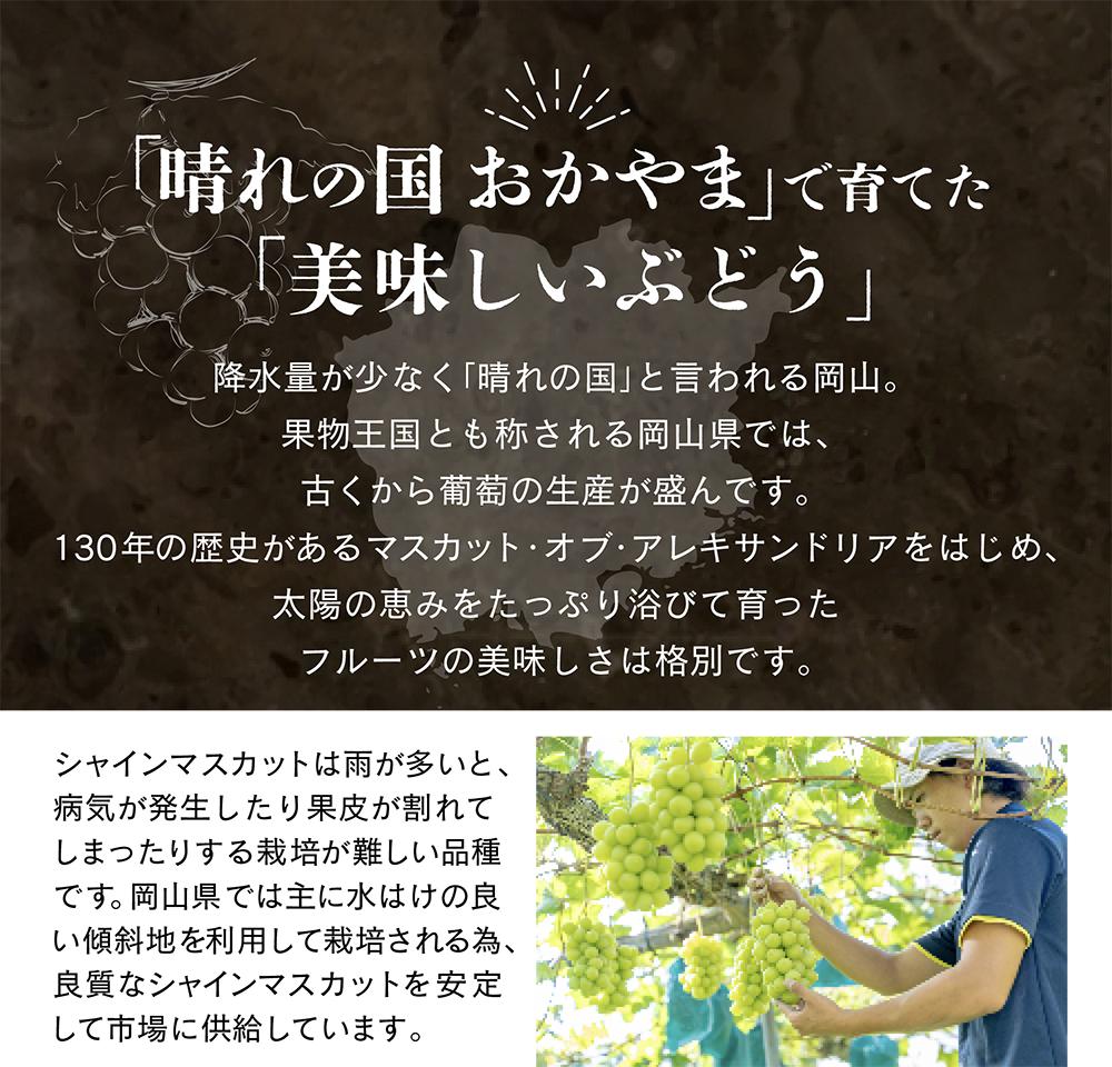 【先行予約　2025年12月上旬〜2026年1月発送】旬果蔵出し　岡山県産シャインマスカット 1.2kg以上（2〜3房）