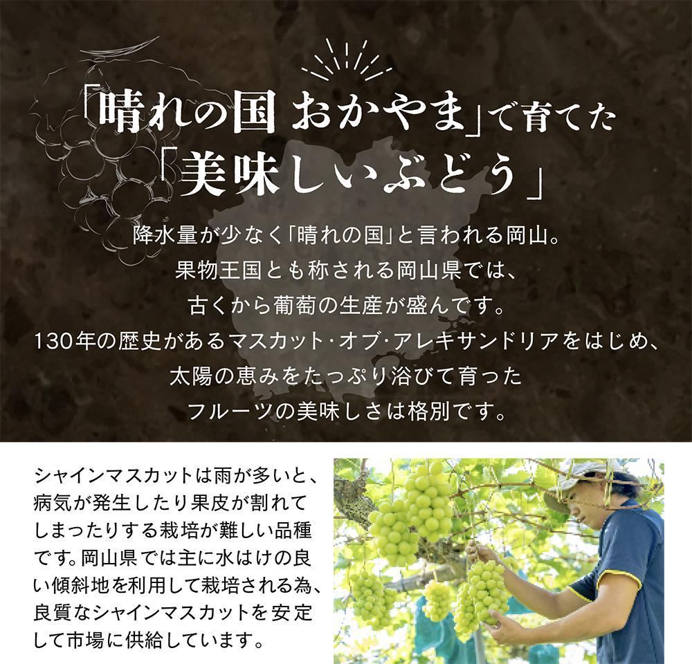 【先行予約　2025年12月上旬〜2026年1月発送】旬果蔵出し　岡山県産シャインマスカット 1.8kg以上（3〜4房）