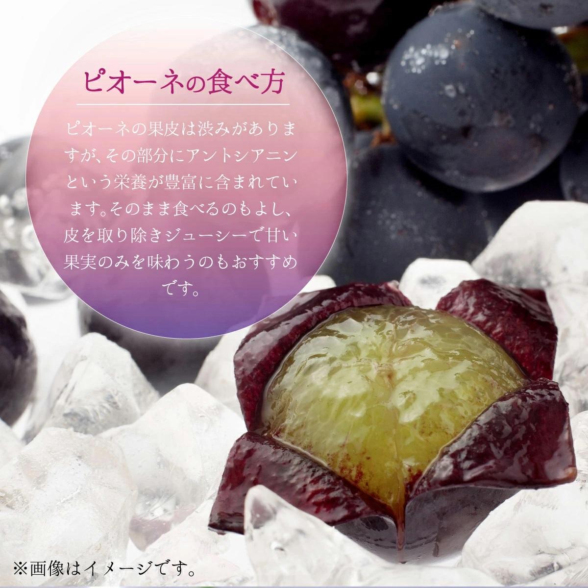 【2026年先行予約】［大原観光果樹園］ピオーネ 2房（約1.2kg）【026-a012】