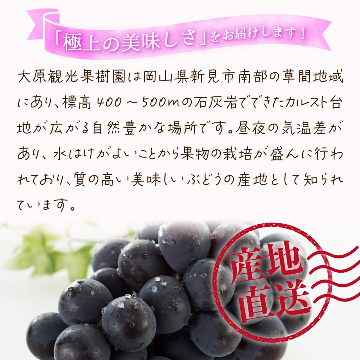 【2026年先行予約】［大原観光果樹園］ピオーネ 2房（約1.2kg）【026-a012】