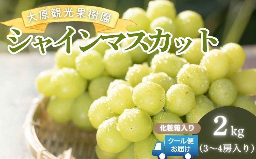 ã2026幎å
è¡äºçŽã倧å芳å
ææš¹åã·ã£ã€ã³ãã¹ã«ãã 3ïœ4æ¿ïŒçŽ2kgïŒåç²§ç®±å
¥ãã026-a015ã