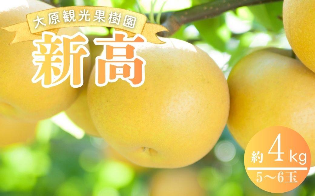 ã2026幎å
è¡äºçŽã倧å芳å
ææš¹å岡山çç£ æ¬ã®æ¢šïŒæ°é«ïŒïŒçŽ4kg ïŒïœïŒçïŒã026-a023ã