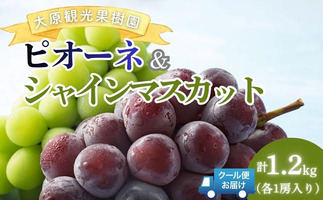 【2026年先行予約】［大原観光果樹園］ピオーネ1房とシャインマスカット1房（計2房 約1.2kg）【026-a017】