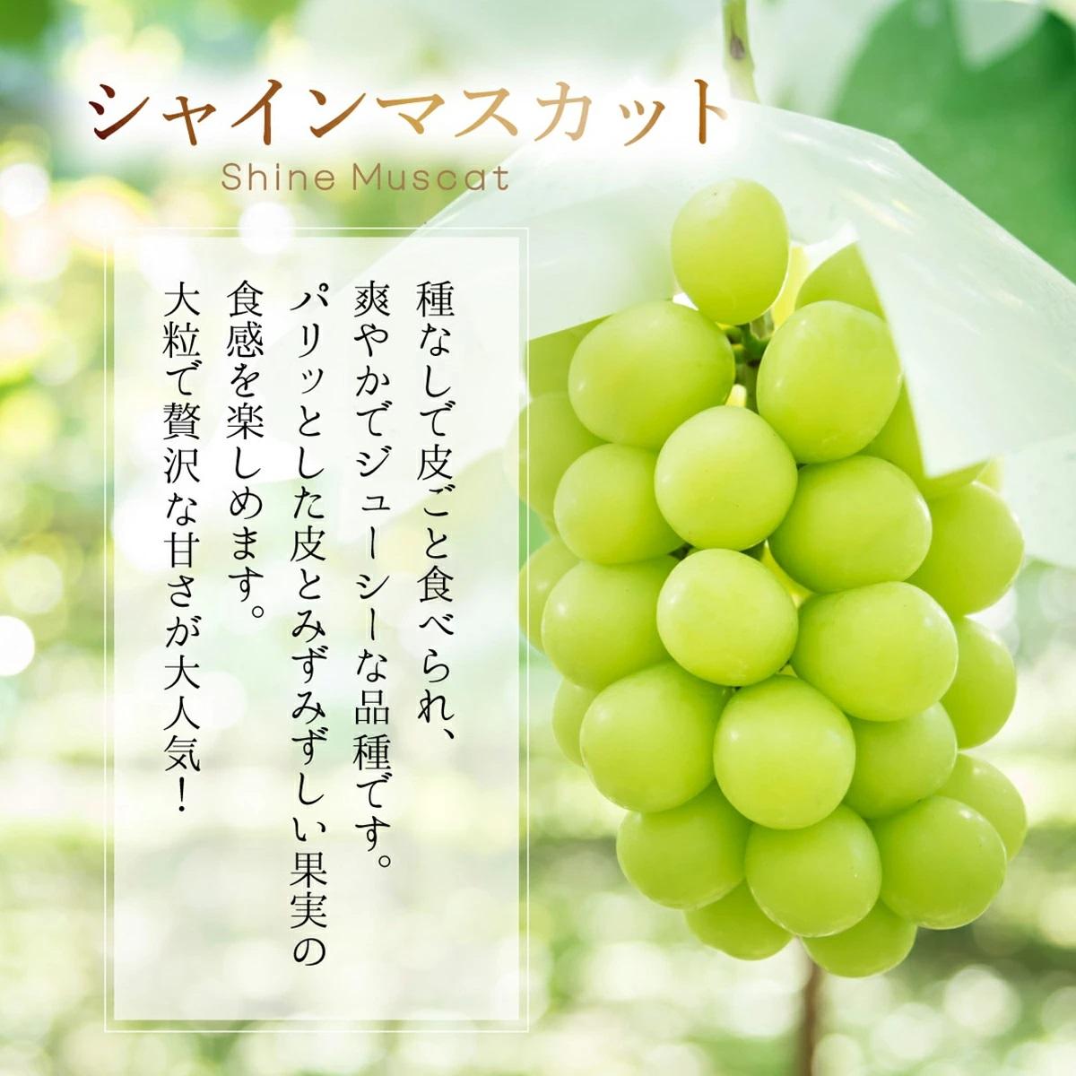 【2026年先行予約】［大原観光果樹園］ピオーネ1房とシャインマスカット1房（計2房 約1.2kg）【026-a017】