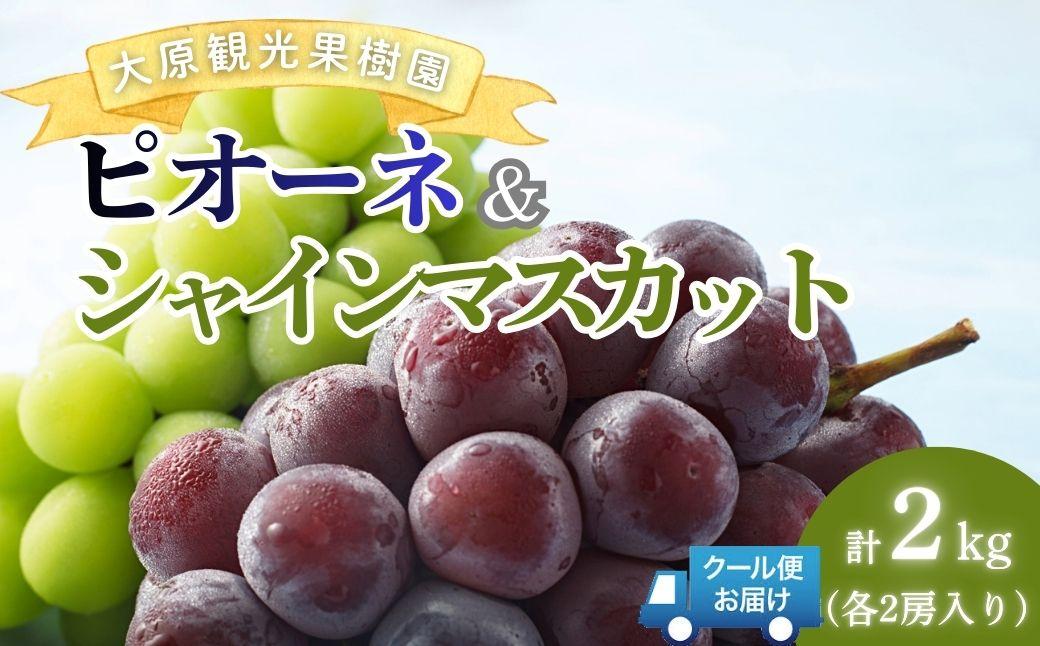 【2026年先行予約】［大原観光果樹園］ピオーネ2房とシャインマスカット2房（計4房 約2kg）【026-a018】