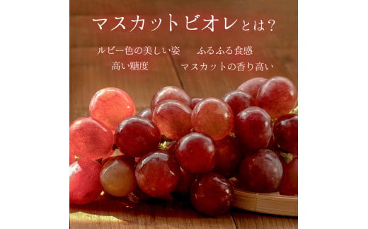 ＜オンライン決済限定＞2024年10～11月発送お土産マスカットビオレ2kg箱