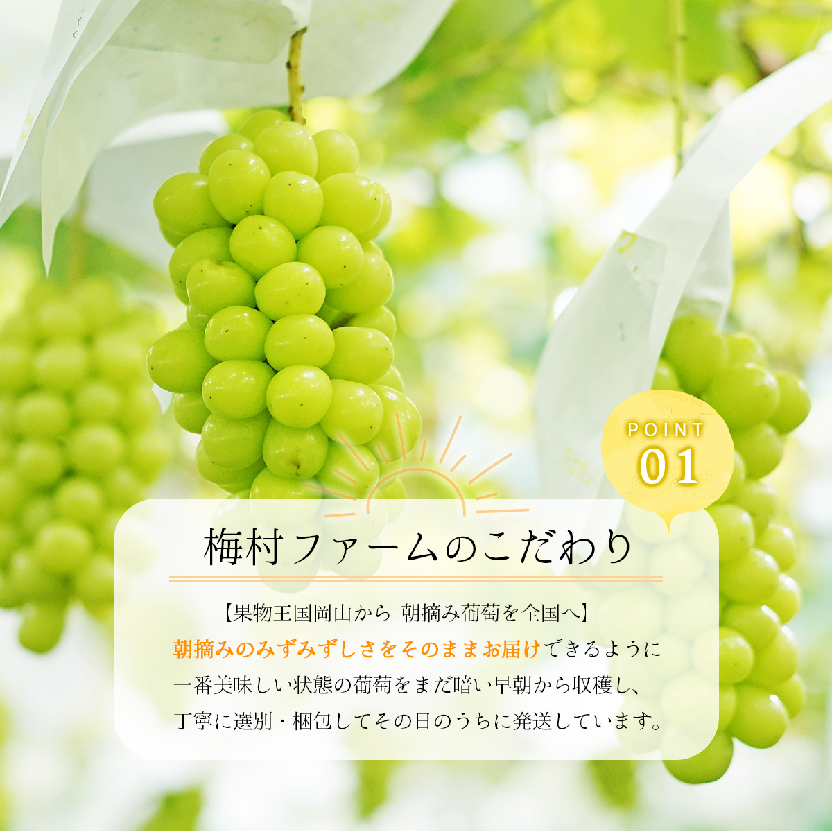 ＜2025年発送分 先行予約＞梅村ファーム 朝摘み直送 瀬戸ジャイアンツ（3房〜5房入り 約2kg）【030-a008】