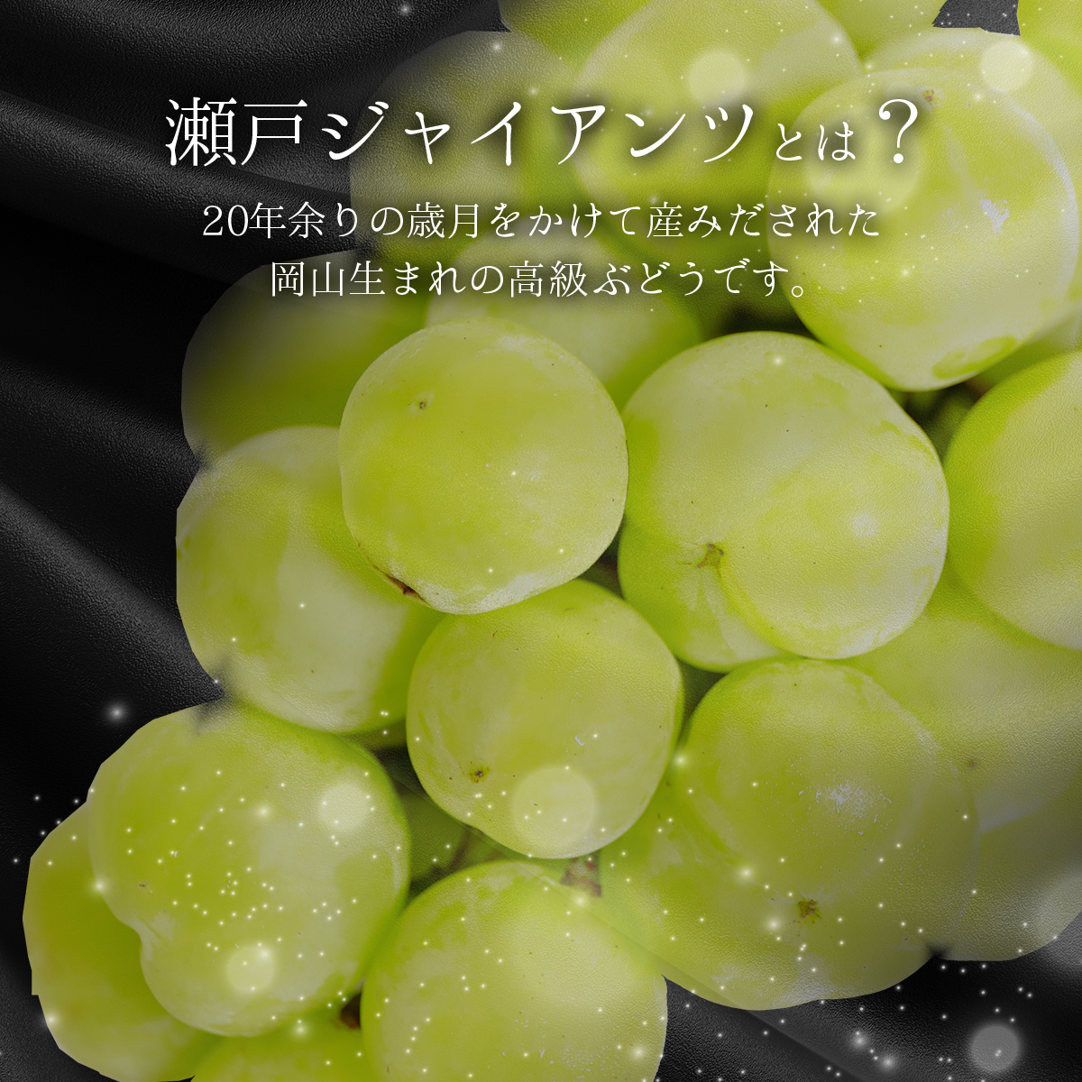 ＜2025年発送分 先行予約＞梅村ファーム 朝摘み直送 瀬戸ジャイアンツ（2房入り 1.1kg以上）【030-a007】