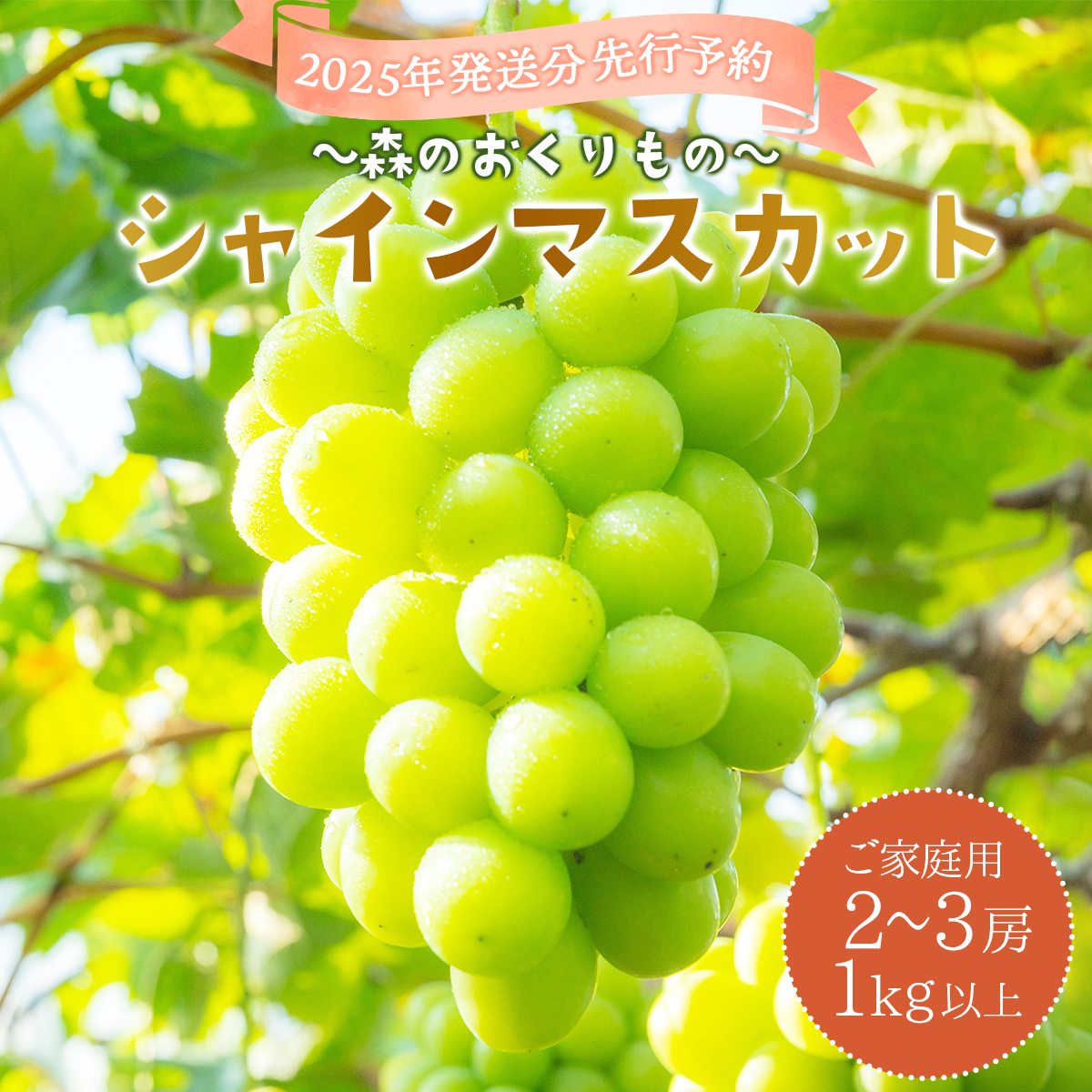 2025年発送分 先行予約＜～森のおくりもの～＞朝採り直送！シャインマスカット 1kg以上2～3房（ご家庭用）