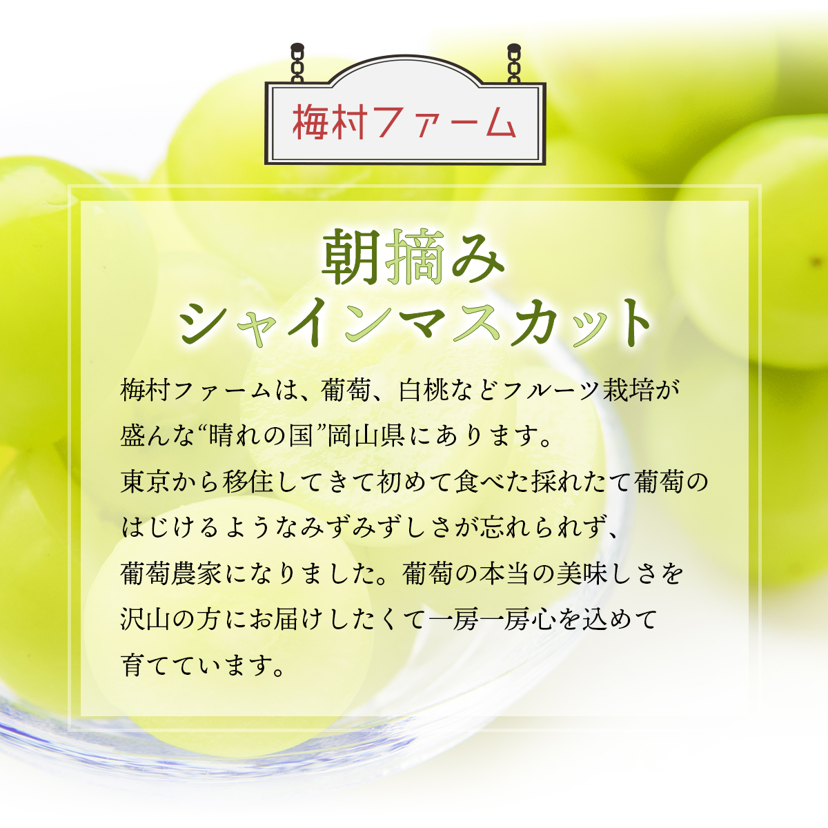 ＜2025年発送分 先行予約＞梅村ファーム 朝摘み直送 シャインマスカット（3房〜5房 約2kg）【030-a006】