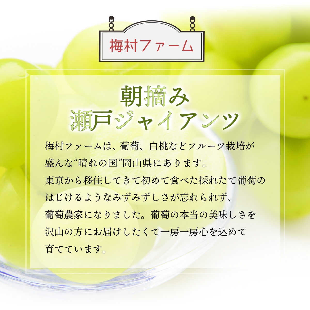 ＜2025年発送分 先行予約＞梅村ファーム 朝摘み直送 瀬戸ジャイアンツ（2房入り 1.1kg以上）【030-a007】