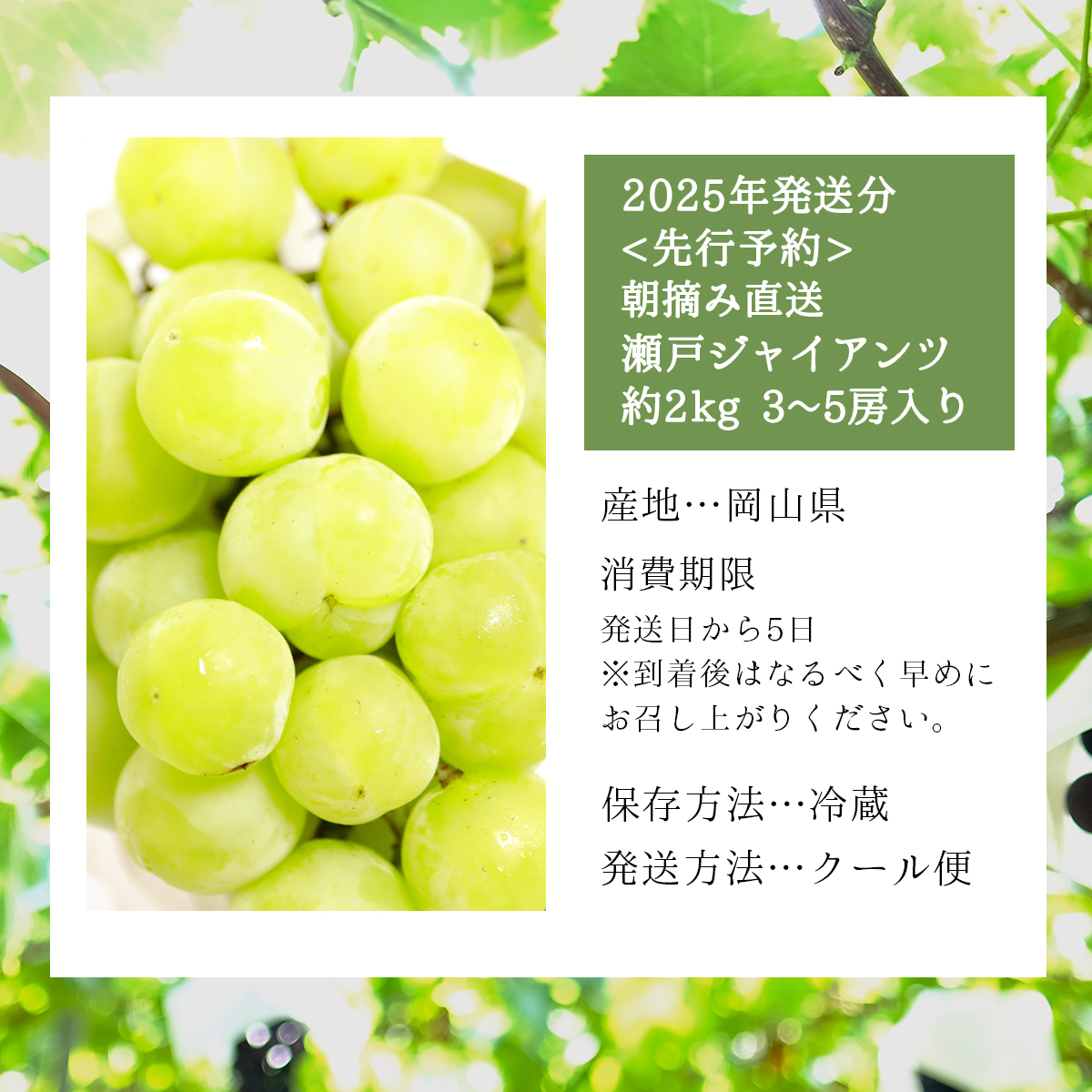 ＜2025年発送分 先行予約＞梅村ファーム 朝摘み直送 瀬戸ジャイアンツ（3房〜5房入り 約2kg）【030-a008】