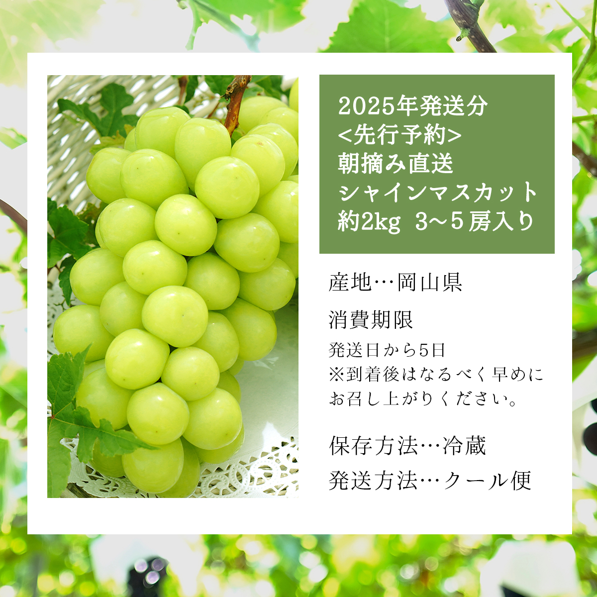 ＜2025年発送分 先行予約＞梅村ファーム 朝摘み直送 シャインマスカット（3房〜5房 約2kg）【030-a006】