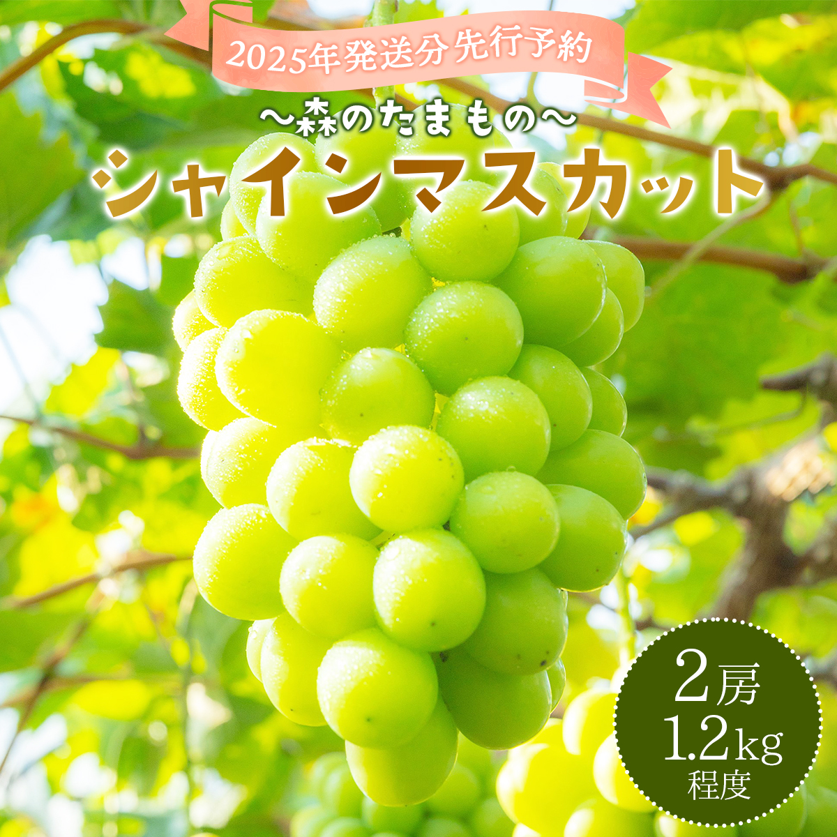 2025年発送分 先行予約＜～森のたまもの～＞朝採り直送！シャインマスカット 2房 1.2kg前後