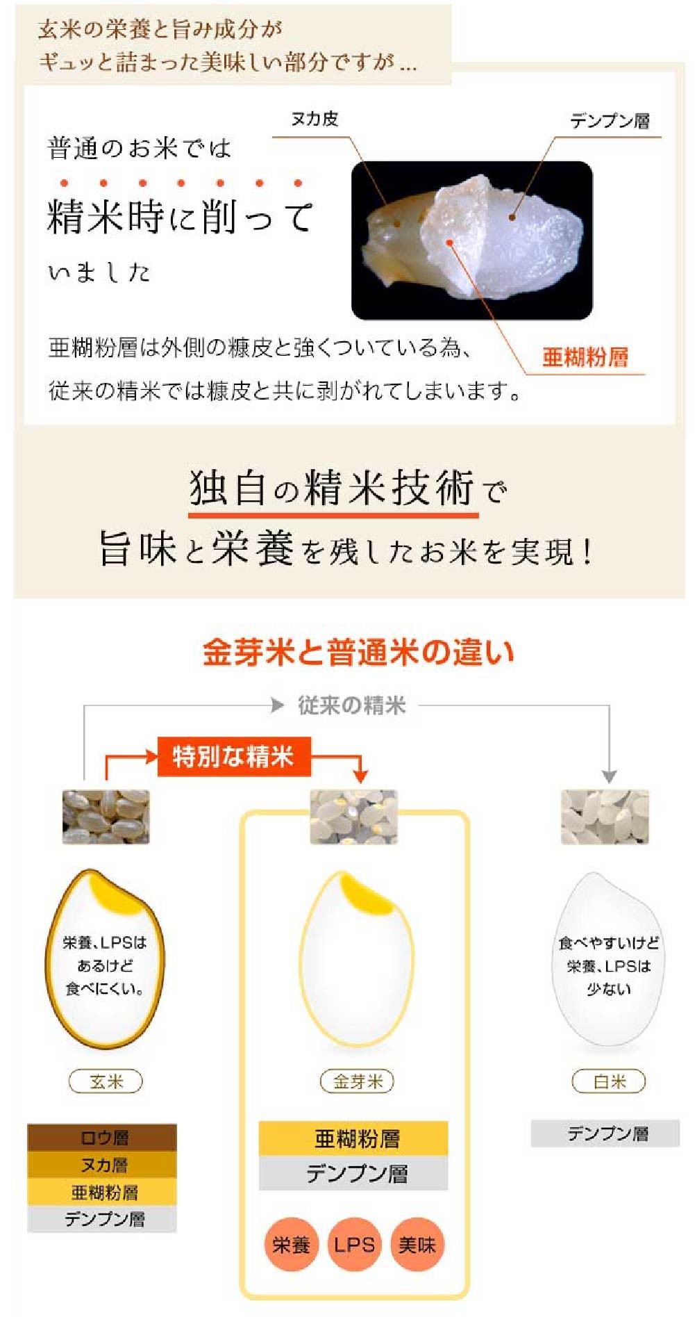 子育て応援米【令和７年産】那岐山麓菜の花米 金芽米 無洗米 きぬむすめ10kg （5kg×2袋）  10キロ お米 米 国産 岡山県 奈義町