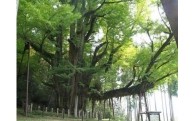 迺ー蠅