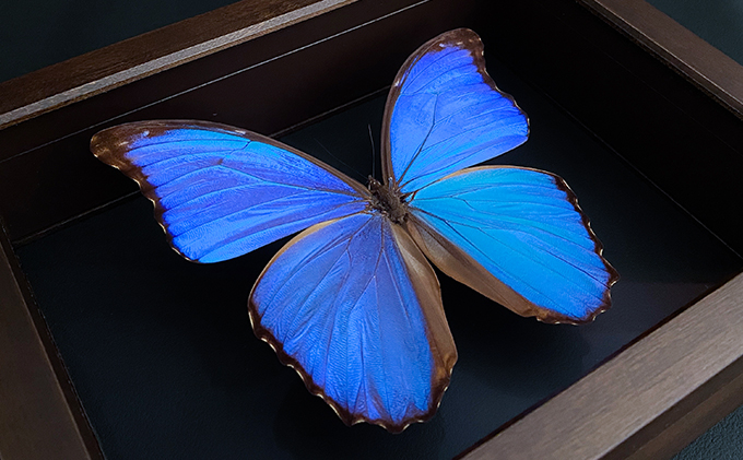 昆虫標本 FlyingMorphoButterfly 空を翔ぶ宝石 モルフォ蝶|JALふるさと納税|JALのマイルがたまるふるさと納税サイト