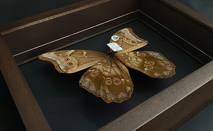 昆虫標本 FlyingMorphoButterfly　空を翔ぶ宝石　モルフォ蝶