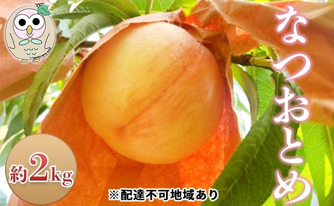 桃 白桃 なつおとめ 約2kg 5～8玉 もも フルーツ 果物 岡山 美咲町産
