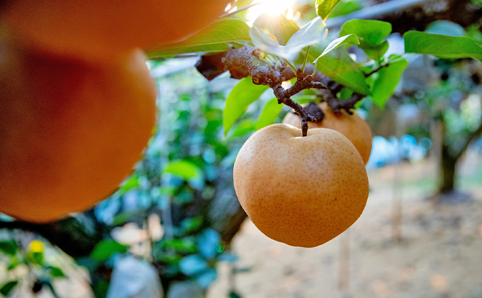 梨 2025年 先行予約 あたご梨  2玉 (1玉 約850g) 化粧箱 ナシ なし 岡山県産 国産 フルーツ 果物 ギフト 石原果樹園