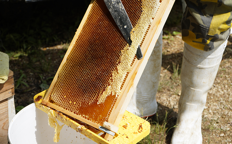 美咲町産 搾りたて 純粋 はちみつ 500g×2本 百花 国産 蜂蜜 ハチミツ