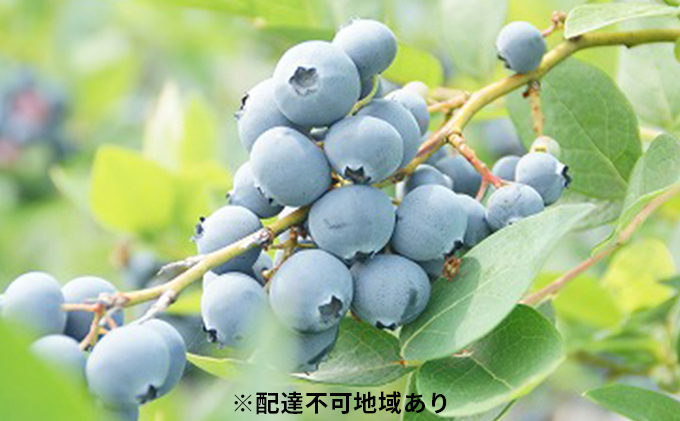 大粒 フレッシュ ブルーベリー Lサイズ（約100g×6パック） フルーツ 果物 岡山県 美咲町産 2023年 先行予約