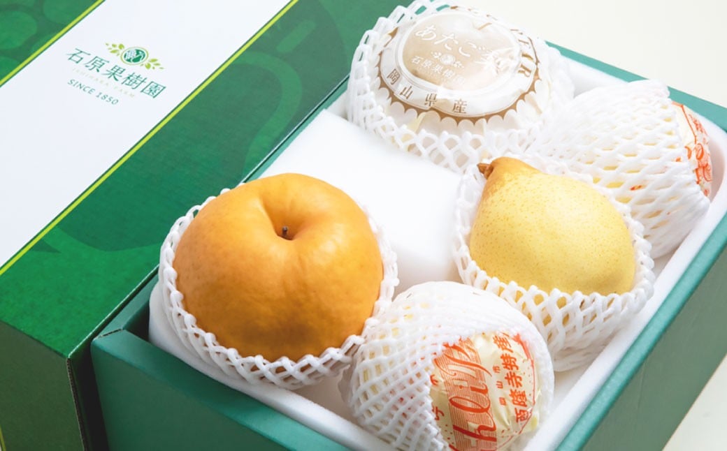 あたご梨 2〜3玉 ・ 鴨梨 （ヤーリー） 3〜4玉 詰合せ 合計約3kg 贈答箱 ／ 愛宕梨 梨 なし ナシ 果物  【2025年11月下旬〜12月下旬発送予定】