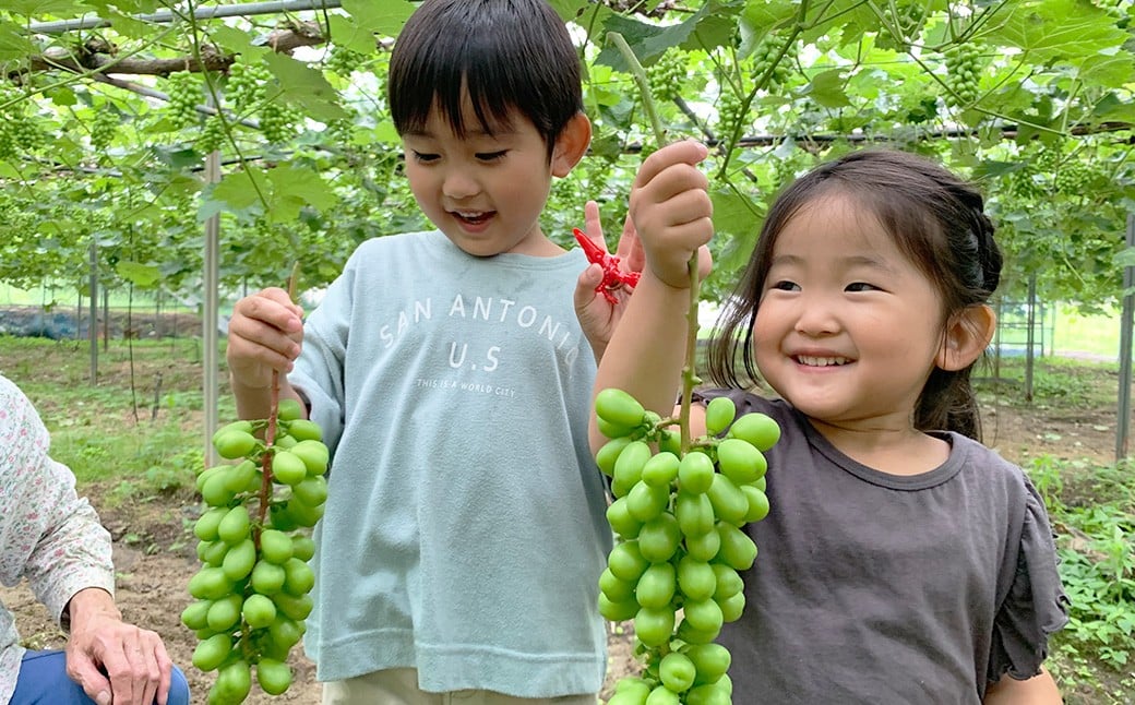 ã·ã£ã€ã³ãã¹ã«ãã çŽ2.0kg以äžïŒ2ïœ5æ¿ïŒ ã2026幎10æäžæ¬-11æäžæ¬çºéäºå®ã ã·ã£ã€ã³ ãã¹ã«ãã ã¶ã©ã è¡è ãã㊠æç© ãã ãã® ãã«ãŒã ã®ãã ãåãå¯ã åœç£