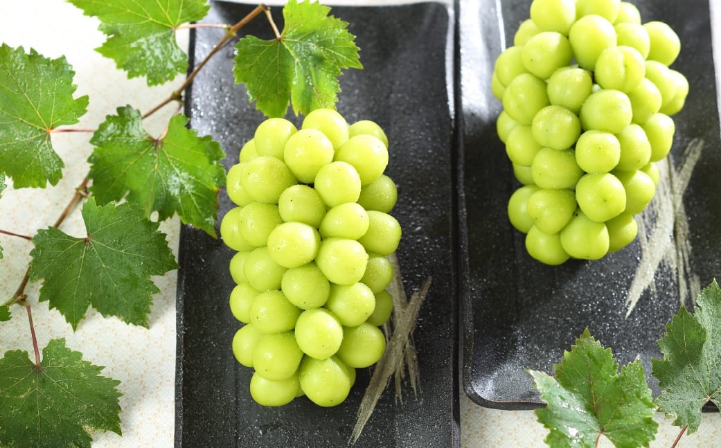 ご家庭用 岡山県産 シャインマスカット 晴王 約2kg （ 3房～6房 ） ぶどう ブドウ 葡萄 マスカット 果物 くだもの フルーツ 国産 【 2026年8月下旬～11月下旬発送予定 】