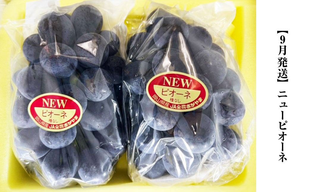 【3回定期便】岡山県産 フルーツ定期便コース （ニューピオーネ ・ 晴王 ・ あたご梨） 【2025年9月上旬発送開始】 ／ 3回 葡萄 ぶどう シャインマスカット マスカット 梨 なし 果物 果実 フルーツ 旬 定期便 岡山県 美咲町 冷蔵 常温