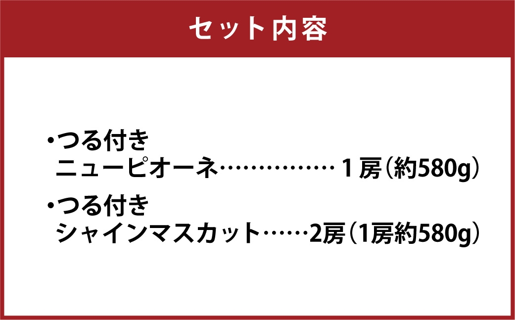 つる付き！ ニューピオーネ ＆ 晴王 シャインマスカット Cセット 露地栽培 ブドウ ぶどう 葡萄 果物 くだもの フルーツ 果実 マスカット 食べ比べ 【 2026年9月上旬～10月下旬発送予定 】