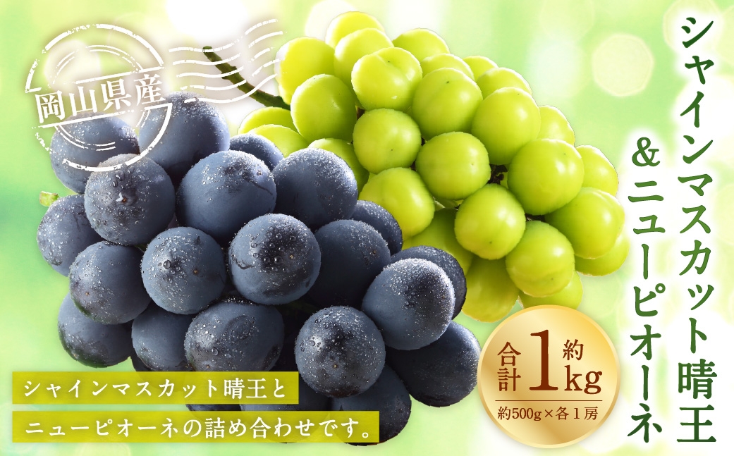 岡山県産 シャインマスカット 「 晴王 」 と ニューピオーネ 2Lサイズ 計約1kg ぶどう ブドウ 葡萄 くだもの 果物 果実 フルーツ 国産 マスカット 【 2026年8月下旬～9月下旬発送予定 】