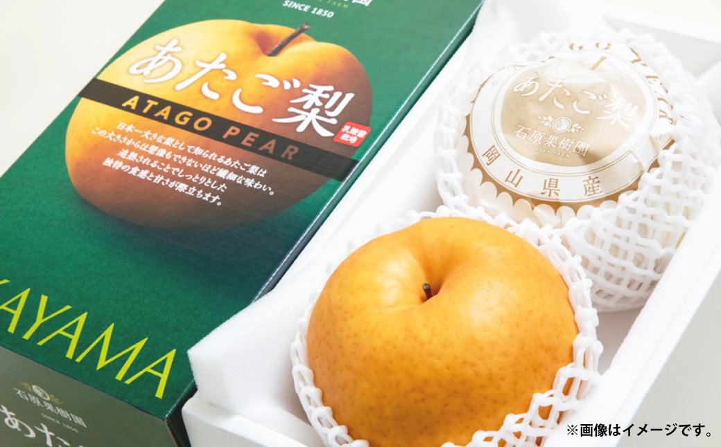 あたご梨 約850g×2玉 計約1.7kg 化粧箱 ／ 愛宕梨 梨 なし ナシ 果物  【2025年11月下旬〜12月下旬発送予定】