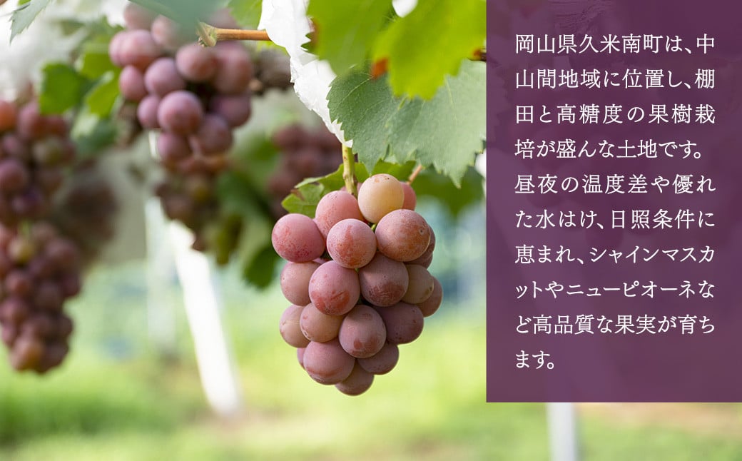 【定期便2回】 ［種なし］ 岡山県産 ニューピオーネ ・ クイーンニーナ 1kg箱（2房入り） 【2025年8月下旬発送開始】 ／ ぶどう ブドウ 葡萄 大粒 種なし 種無し フルーツ 果物 くだもの 果実