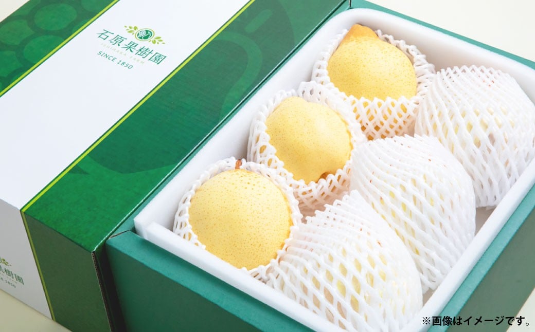 鴨梨 （ヤーリー） 5〜7玉 約3kg 贈答箱 ／ 梨 なし ナシ 果物  【2025年11月下旬〜12月下旬発送予定】