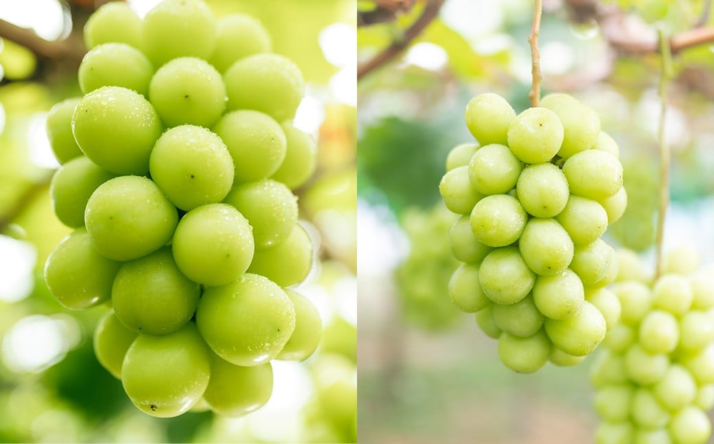 【2回定期便】 岡山白桃 （清水白桃orおかやま夢白桃） 4～6玉 （1.2kg以上）  ＆ シャインマスカット 2房 （1kg以上） 【2026年7月下旬から順次発送予定】 ／ くだもの 果物 果実 フルーツ 桃 もも モモ 白桃 ピーチ ぶどう ブドウ 葡萄 マスカット 冷蔵 岡山県 美咲町