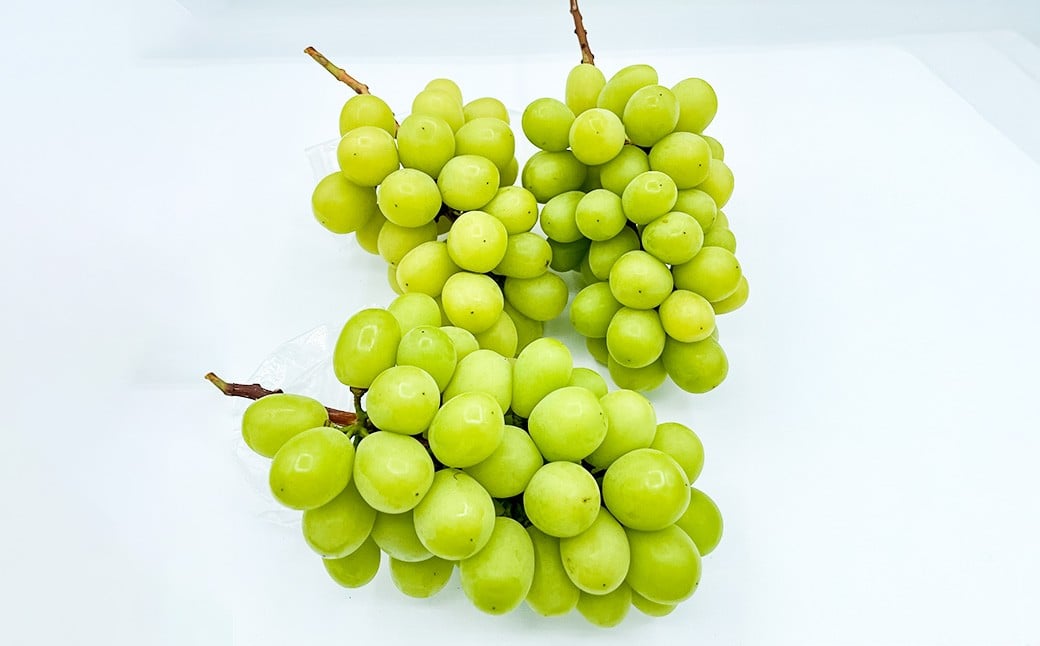 èš³ãã ã·ã£ã€ã³ãã¹ã«ãã 1ïœ3æ¿ 1kg ãå®¶åºçš ãã¹ã«ãã ãã㊠ã¶ã©ã è¡è æç© ãã ãã® ãã«ãŒã å®¶åºçš ã 2026幎10æäžæ¬ïœ12æäžæ¬è¿çºéäºå® ã