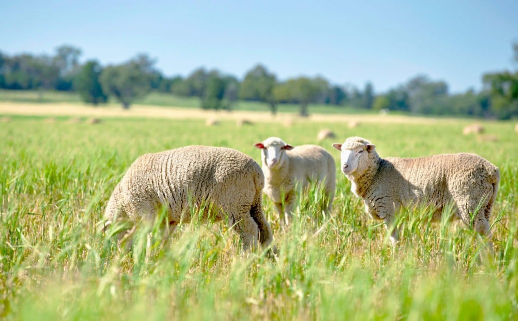 瀬戸内レモンの塩ジンギスカン 計約750g（約250g×3パック）／ 瀬戸内レモン レモン 塩麹 塩こうじ ジンギスカン 羊肉 ラム肉 ランプ肉 お肉 肉 グルメ 岡山県 美咲町 冷凍