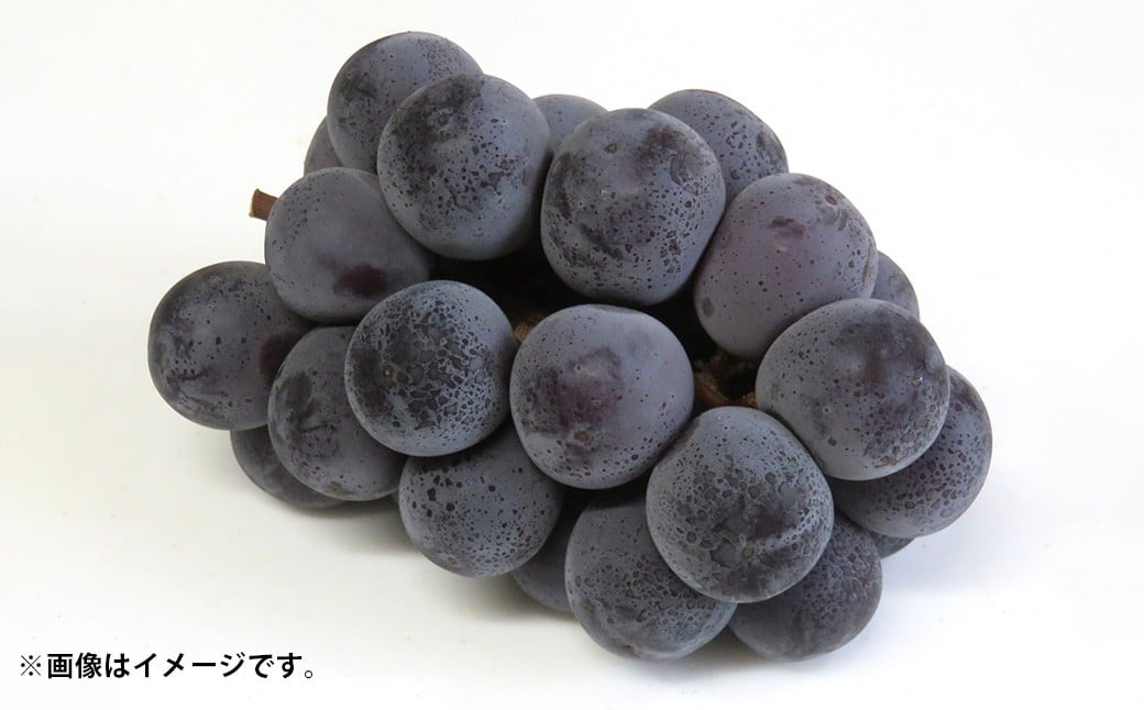 先行予約岡山県産ニューピオーネ 約500g×2房 計約1kg【2026年8月下旬～10月下旬まで順次発送予定】 葡萄 ぶどう ブドウ フルーツ 果物 冷蔵