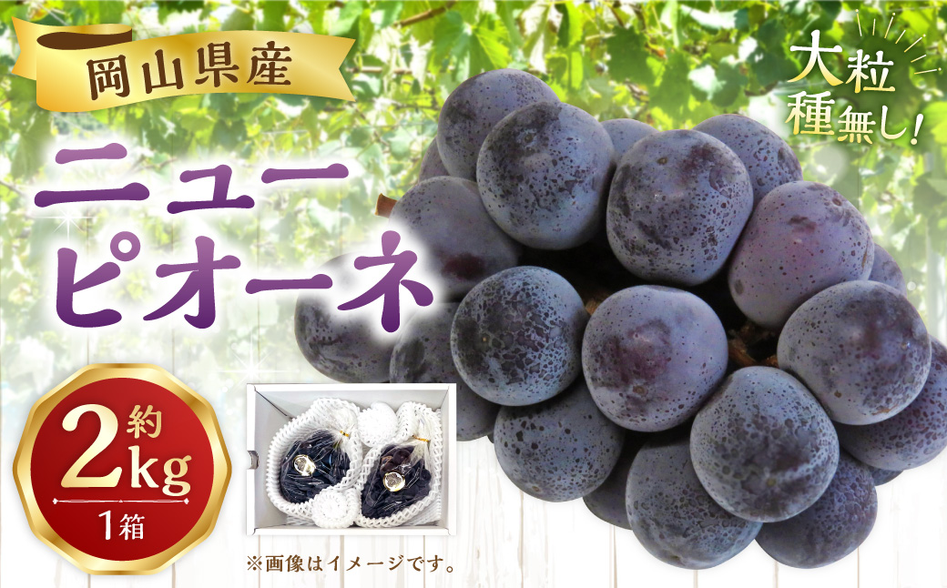 【先行予約】 岡山県産 ニューピオーネ 2kg 1箱 ／ ぶどう ブドウ フルーツ 【2026年8月下旬-9月下旬発送予定】