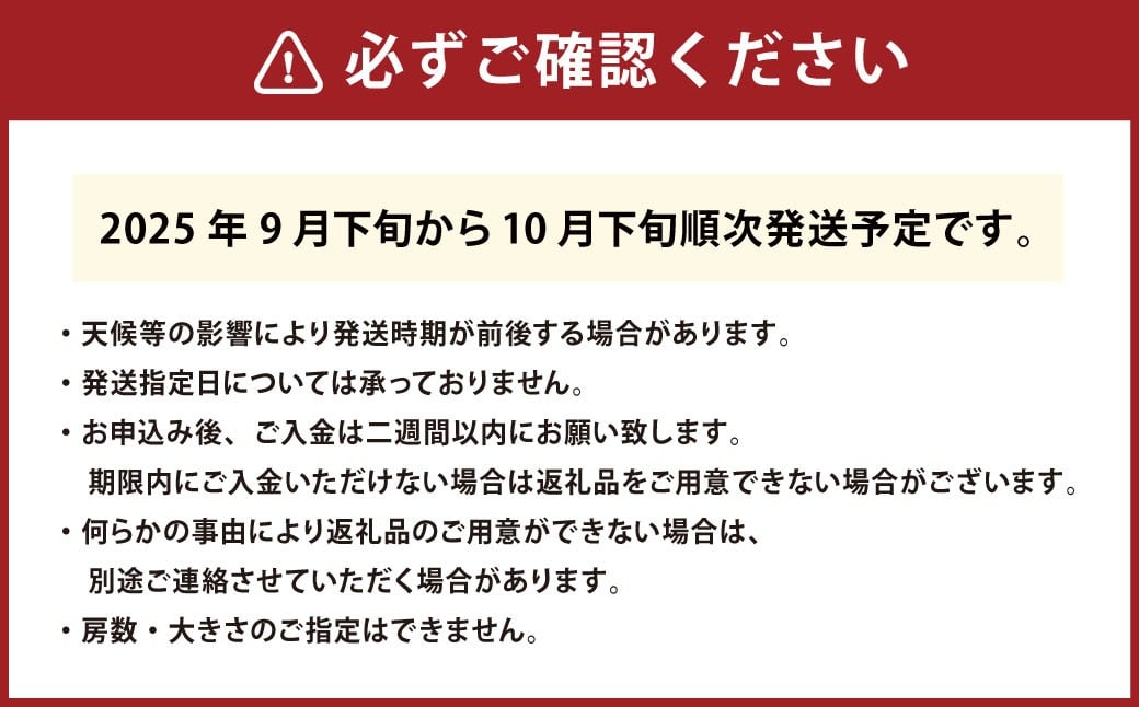 【先行予約】 厳選 シャインマスカット 約800g 1房入り ／ マスカット ぶどう ブドウ フルーツ 【2025年9月下旬-10月下旬発送予定】