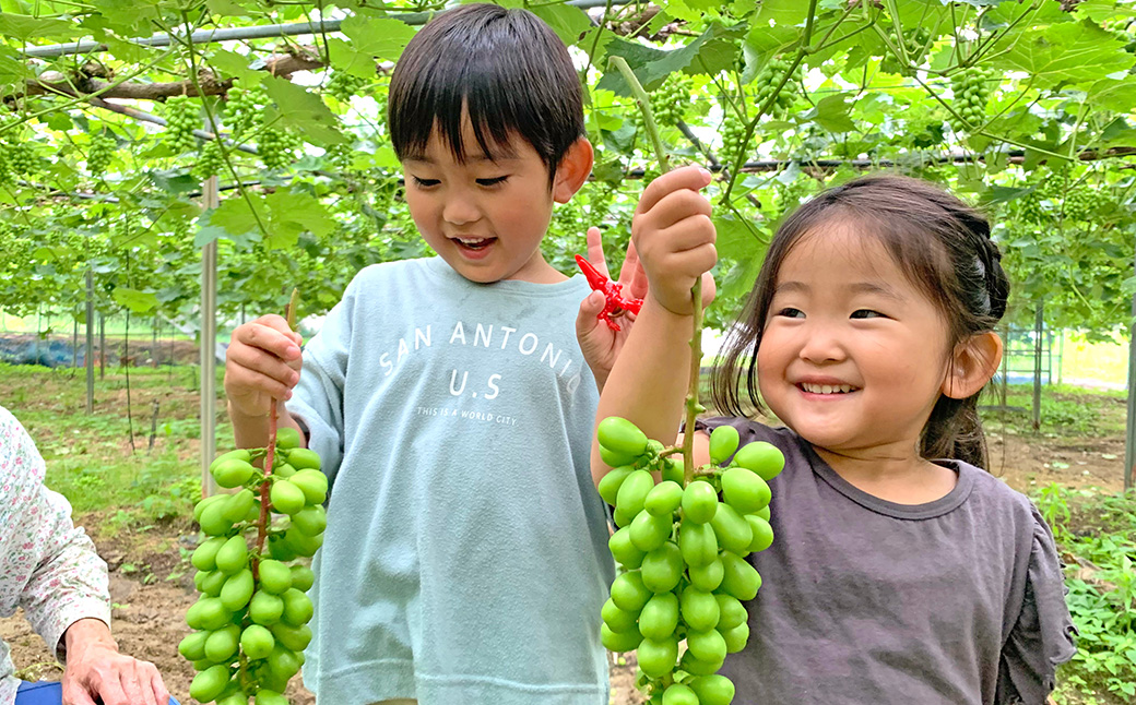 シャインマスカット 約1.3kg以上（2房） 【2026年10月下旬-11月下旬発送予定】 シャイン マスカット ぶどう 葡萄 ブドウ 果物 くだもの フルーツ ギフト お取り寄せ 国産