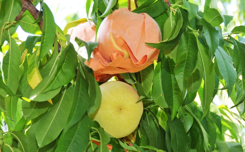 岡山 çœæ¡ 2çš® 2ç ïŒ ãã€ã€ã« ïŒ 500g ïŒ èš 1kg ïŒ ã 2026幎7æäžæ¬ãã9æäžæ¬é çºéäºå® ã ïŒ æç© ãã ãã® ãã«ãŒã ãã æ¡ çã éŠã æããã ãžã¥ãŒã·ãŒ çŸå³ãã 岡山ç çŸå²çº