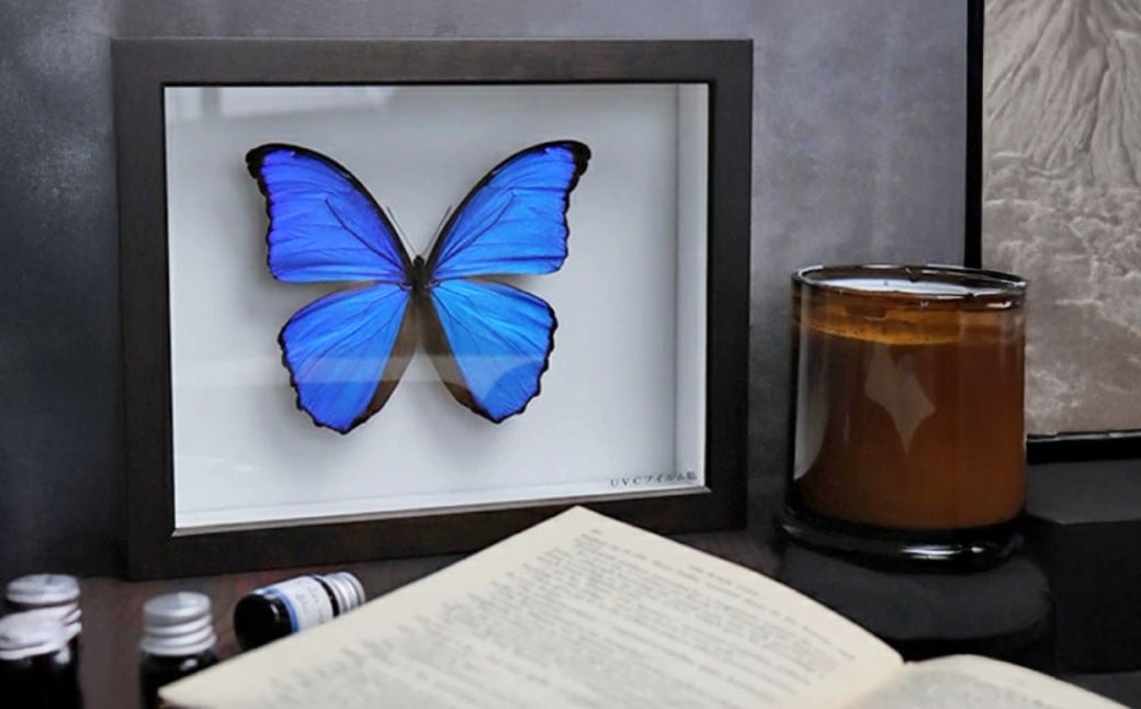 譏陌ォ讓呎悽邂アシ医ラ繧、繝邂アシ 繝「繝ォ繝輔か陜カ 1鬆ュ蜈・ シ 讓呎悽邂ア 邂ア 繧ア繝シ繧ケ 讓呎悽 陜カ 陜カ縲 繧、繝ウ繝繝ェ繧「 繧ェ繝悶ず繧ァ