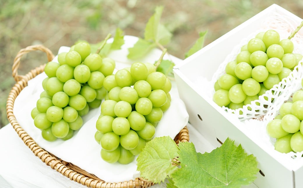 シャインマスカット 2房 （1kg以上） 【2026年8月下旬から10月上旬頃発送予定】 ／ くだもの 果物 果実 フルーツ ぶどう ブドウ 葡萄 マスカット 冷蔵 岡山県 美咲町