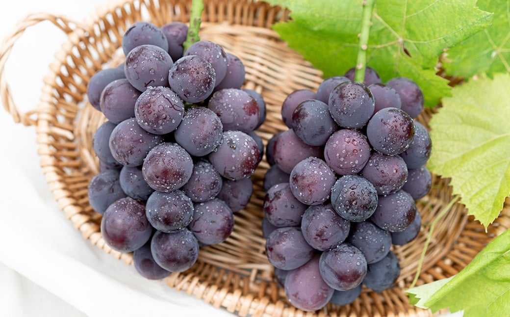 おまかせぶどう 3品種 詰め合わせ 2kg（3～6房） 【2026年8月上旬から8月下旬頃発送予定】 ／ くだもの 果物 果実 フルーツ ブドウ 葡萄 マスカット 冷蔵 岡山県 美咲町