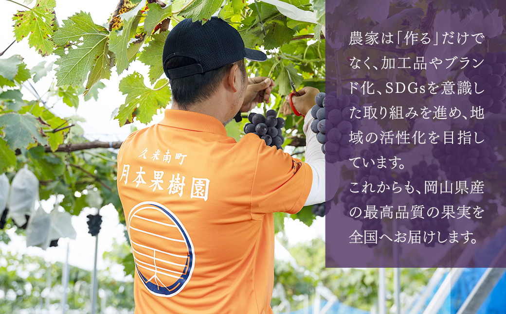 ニューピオーネ 1.2kg （2～3房）【2026年8月下旬-9月下旬発送予定】／ ぶどう 葡萄 果物 果実 フルーツ 種なし 大粒 甘味 岡山県 美咲町 冷蔵