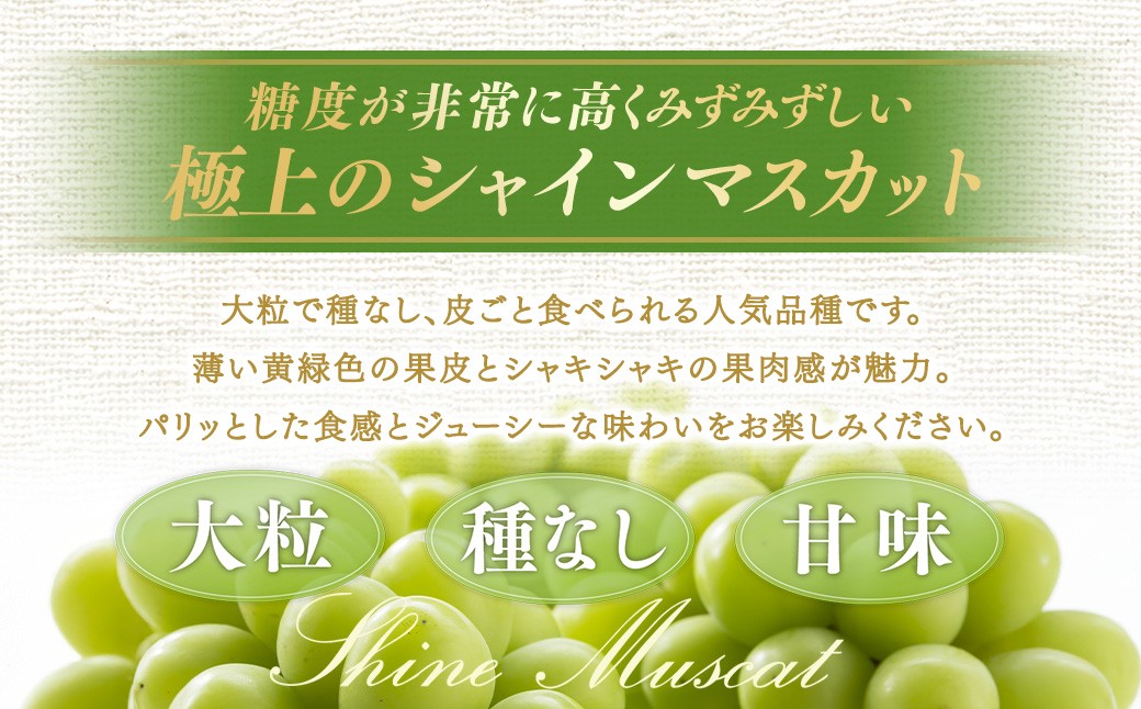 【種なし】岡山県産 シャインマスカット 計約1kg箱 2房入り マスカット ぶどう ブドウ 葡萄 フルーツ 種無し【2026年10月上旬-11月下旬発送予定】