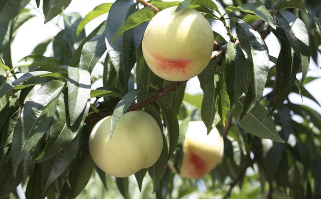 çœæ¡ 8ç ïŒ2kg以äžïŒ ççŽ ïŒ ãã€ã€ã« åç²§ç®±å
¥ã ã2026幎7æäžæ¬ïœ8æäžæ¬è¿çºéäºå®ã ïŒ æ¡ ãã ã¢ã¢ ã¯ããšã æç© ãã ãã® ãã«ãŒã æå® ãã¶ãŒã å·èµ